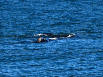 Right Whales seen from 315