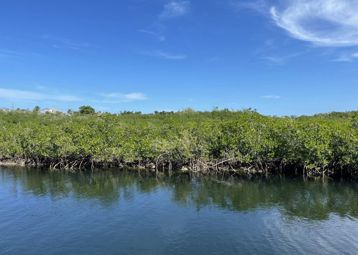 Mangrove View from your back deck.