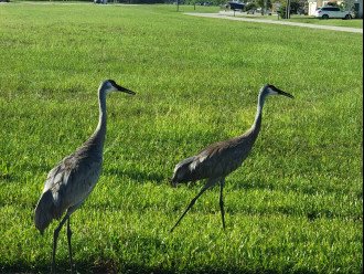 Watch the Sandhill Cranes walk through the neighborhood