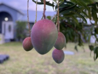We have our own mango tree and we love it!
