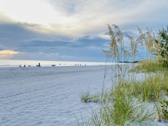 Sea oats flourish on the beach front on Holmes Beach