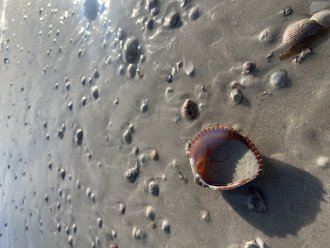 Beautiful shells of Honeymoon Island