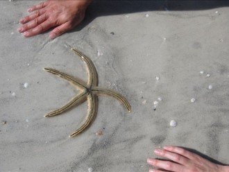 Starfish found on beach