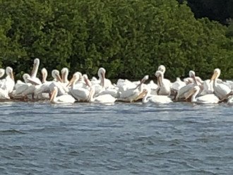 White Pelicans near The Hidden Treasure Restaurant