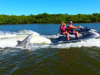 Enjoy getting up close and personal with Dolphin from a Wave Runner Excursion!