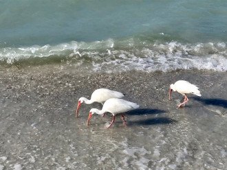 Get a glimpse of the White Ibis on Tigertail Beach!
