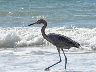 Nature lovers paradise.. A Red Egret on Beach!