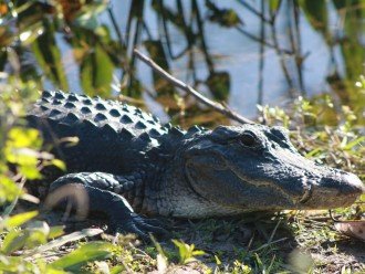 Tour Everglades National Park to See Alligators and Wading Birds