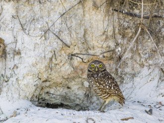 See Marco island's Burrowing Owls