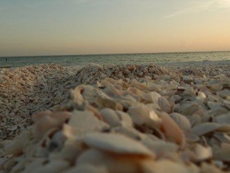 Go Shelling Along Tigertail Beach - A Great Place to Find Sand Dollars