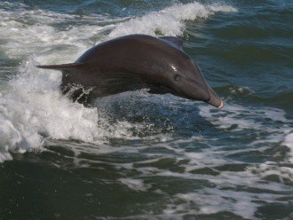 Meet Marco Island's Most Famous Residents - Our Dolphins - They All Have Names!