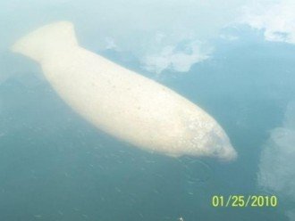 Manatee in the Cove