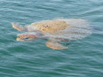 Turtle in the Cove