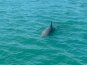 Dolphins on both the Gulf and Inter-coastal side.