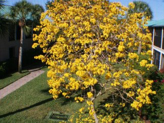 This tree blooms right outside your Lanai (typically in the Springtime)