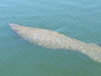 Yes, manatee's are very big and in the waters of Florentine Gardens.