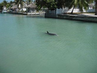 Dolphin Behind Our House