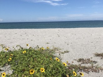 enjoy the beautiful beach flowers