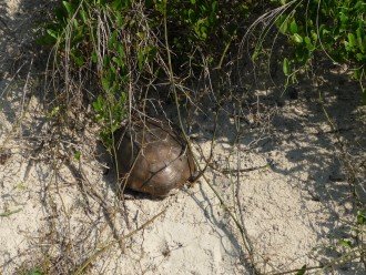 turtle in dunes under terrasse_229