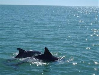 Sometimes meet some Dolphins during beach walk