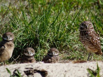 Owls watching at Tigertail Beach
