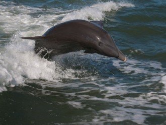 Another Dolphin in the Gulf