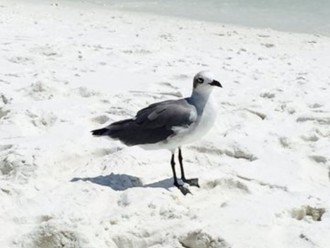 Sea Gull at Miramar Beach