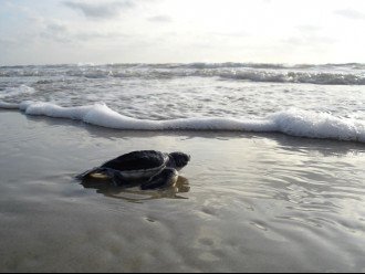 Baby Turtle making it's way home