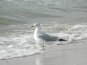 It's a Shore Thing- Private Pool, Elevator, Pet Friendly, Gorgeous Home #41
