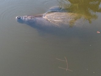 Manatees in the canal right in the back yard