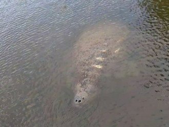 Manatees in the canal at the house