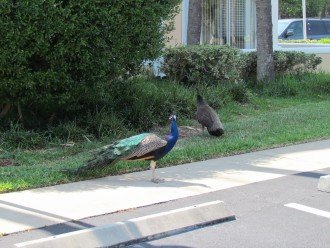 Peacocks Are Frequent Visitors!