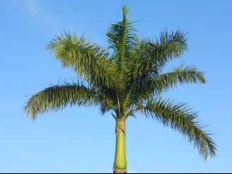 The Fabulous Royal Palm - cannot grow north of Cape Coral