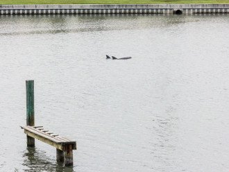 Watch dolphins from private balcony, dock, or patio