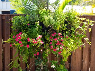 Vertical herb garden (thyme, rosemary, parsley, basil, culantro, Cuban oregano)