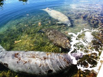 Daily visits from the manatees right in your backyard canal!