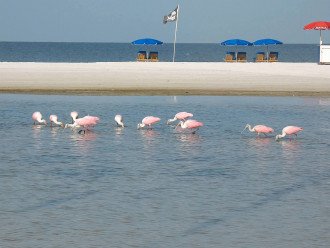 Roseate Spoonbills in the summer taken from our beach