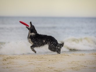 Regularly Voted Best Pet Friendly Beach in America