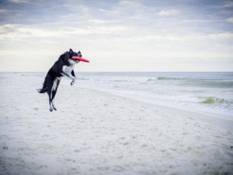 Regularly Voted Best Pet Friendly Beach in America
