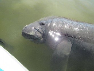 Get up close with the majestic manatees