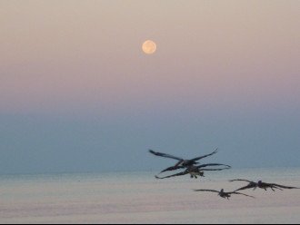 Rare 'moon set' into the Gulf of Mexico!
