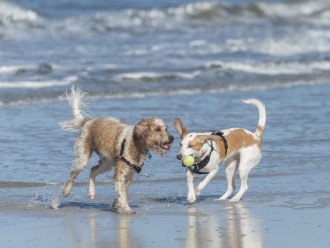Your Furry Babies Need a Vacation Too