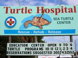 Visit the Turtle Hospital in Marathon!