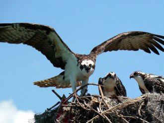 Osprey with chicks