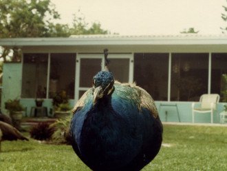 Peacocks used to roam the island