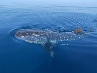 Whale Shark offshore (special thanks to guests for photo!)