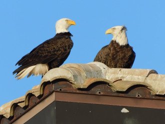 Neighborhood eagles on neiboring rooftop