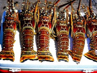 Lobster Season - Mini: Last Wed/Thurs of July; Regualar: Aug 6-March 31