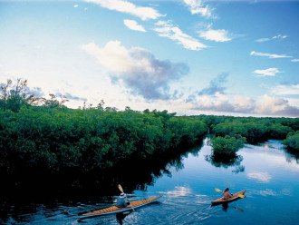 Enjoy kayaking in the mangroves or in the canal!