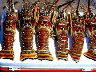 Lobster season is a great time to visit the keys!